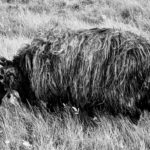 Schwarzes Schaf auf den Färöer Inseln