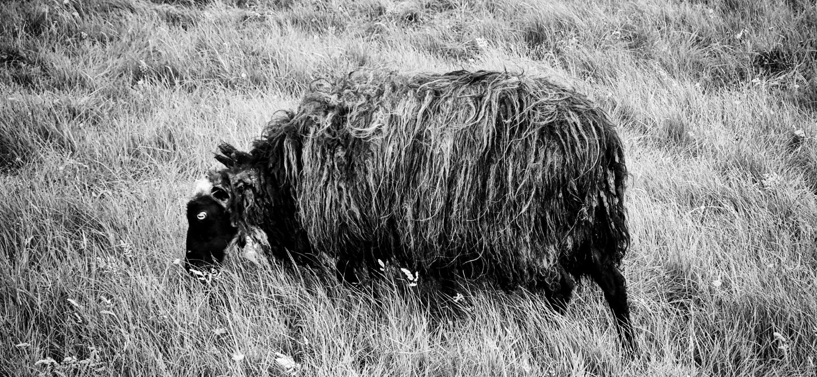 Schwarzes Schaf auf den Färöer Inseln